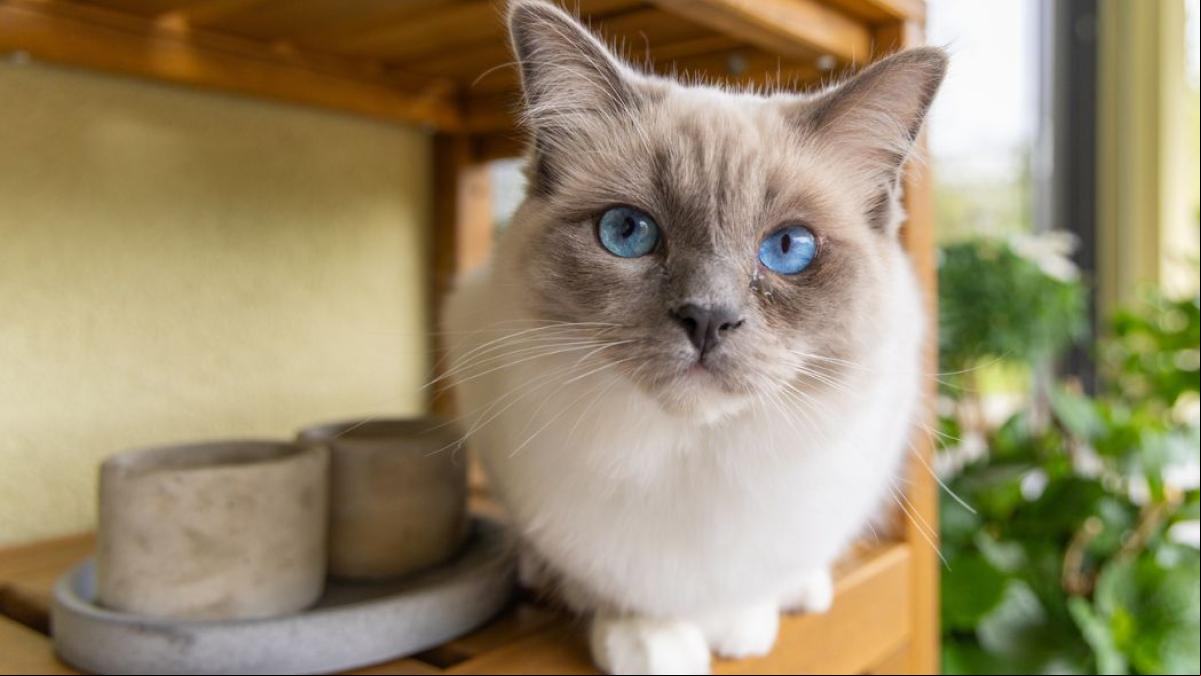 Areneros para gatos que no lo parecen y que son un mueble decorativo más para tu casa: originales y diferentes