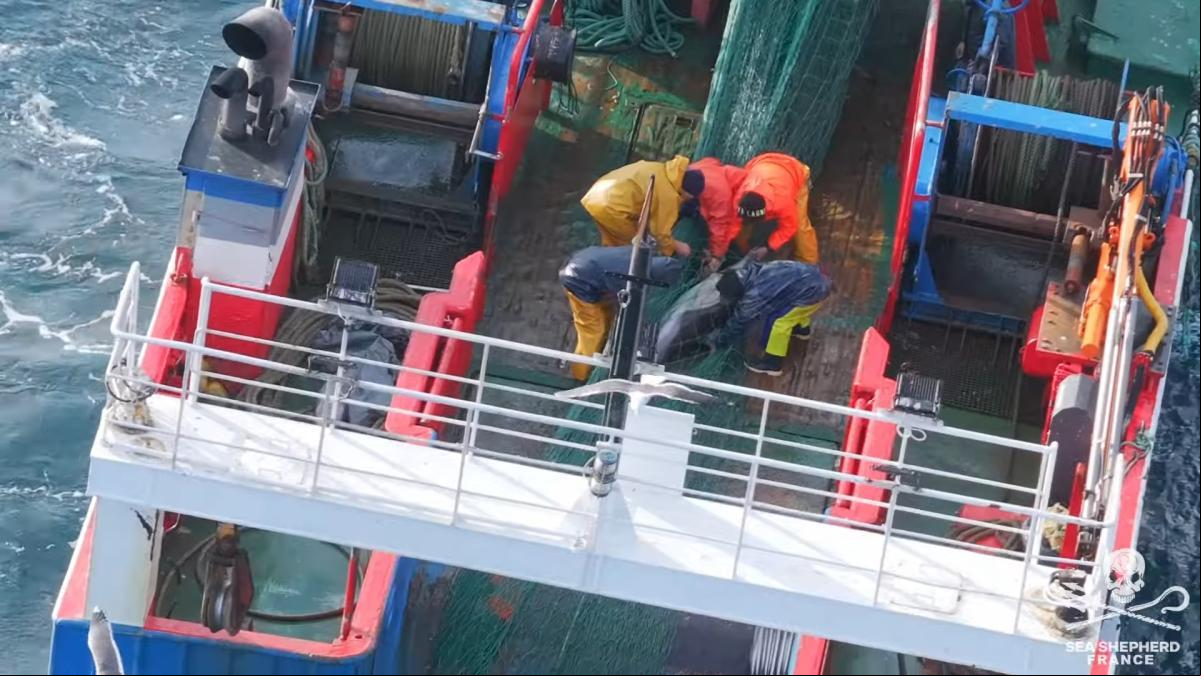 Denunciado un pesquero gallego por capturar 18 delfines y arrojarlos muertos al mar