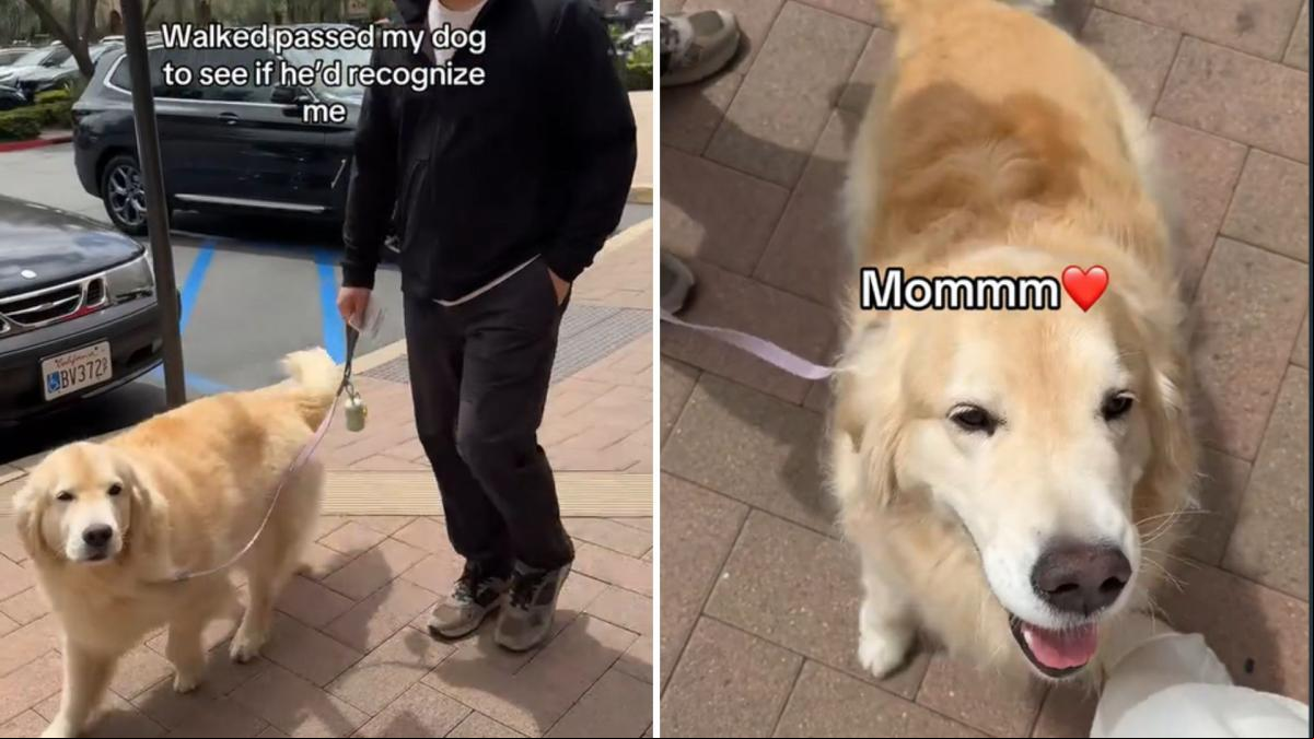Se cruza con su golden retriever por la calle mientras lo pasea un amigo para ver si la reconoce y la respuesta del peludo enternece: “Estoy convencida de que nos encontraremos en otra vida”