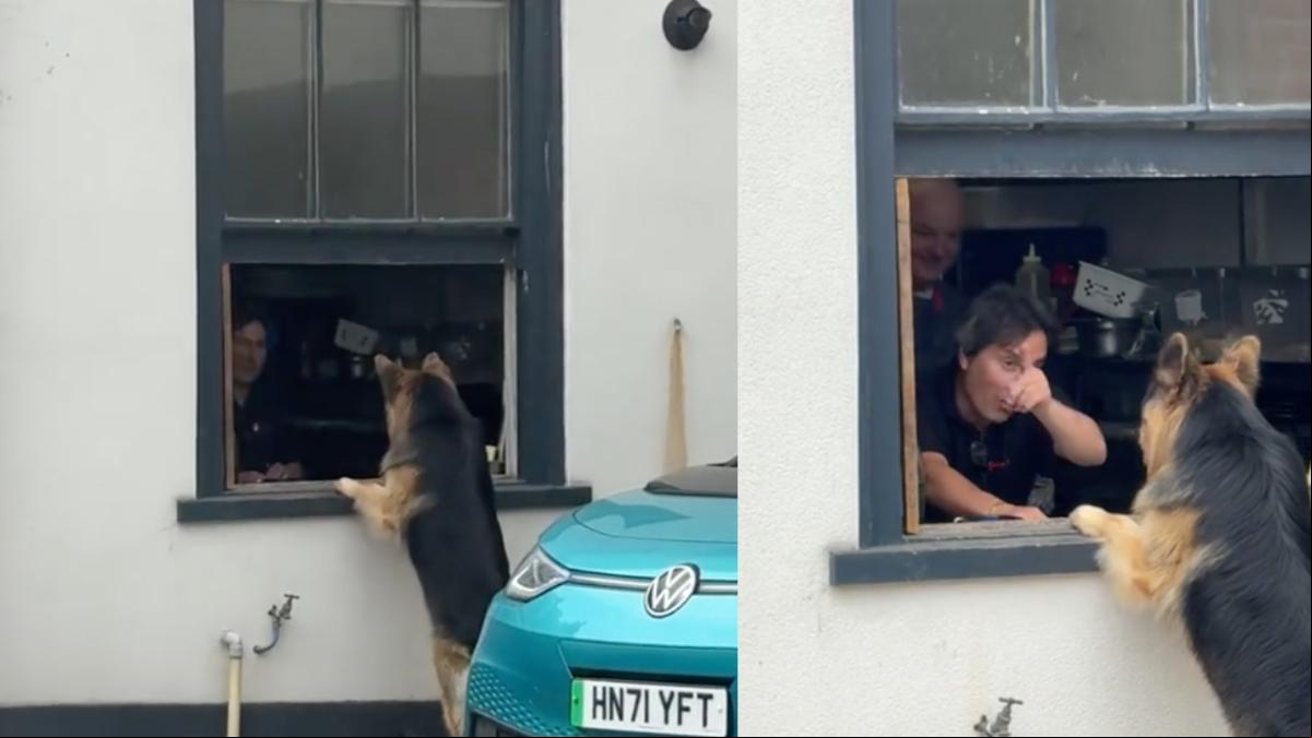 La enternecedora relación de un pastor belga con los camareros del restaurante italiano de al lado de su casa: “Vida de perro”