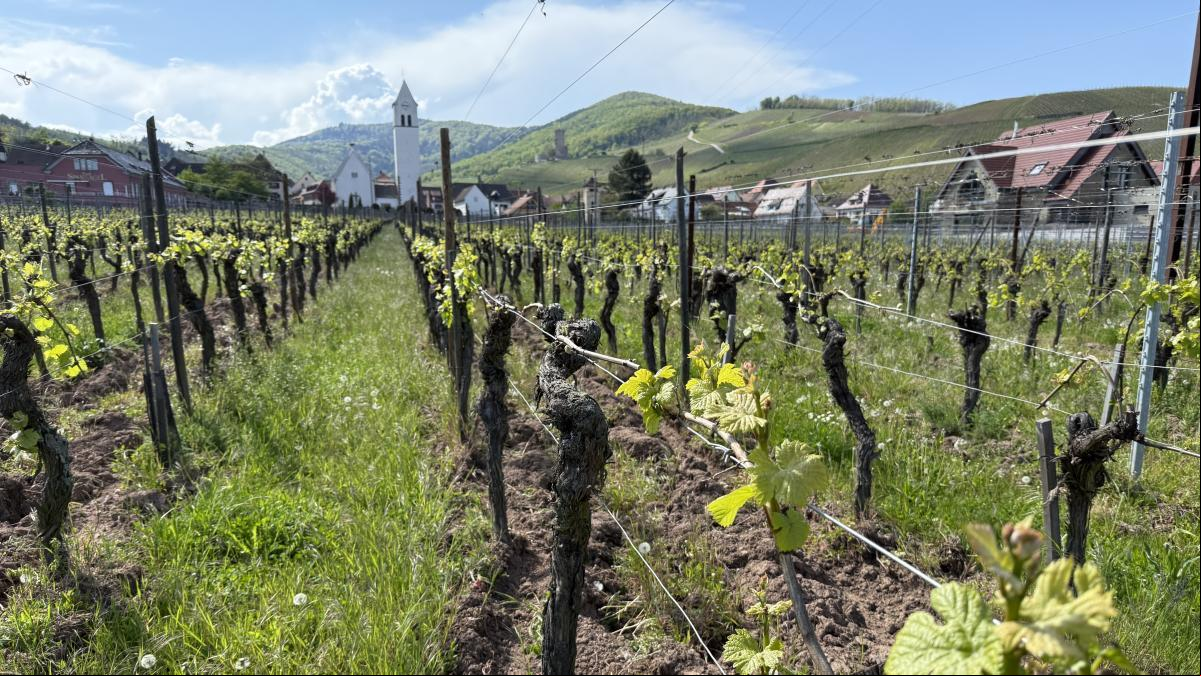 Alsàcia, un paradís enoturístic entre viles amb encant i paisatges de postal