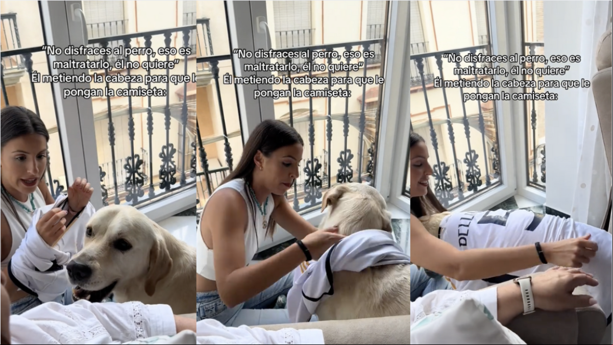 El hilarante vídeo de un labrador que obliga a su dueña a ponerle la camiseta del Real Madrid: “Guapo y encima madridista”