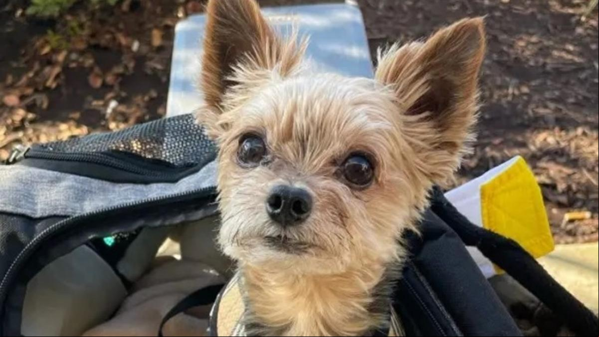Demanda por millones al veterinario por sacarle 16 dientes a su perro y dejarlo morir
