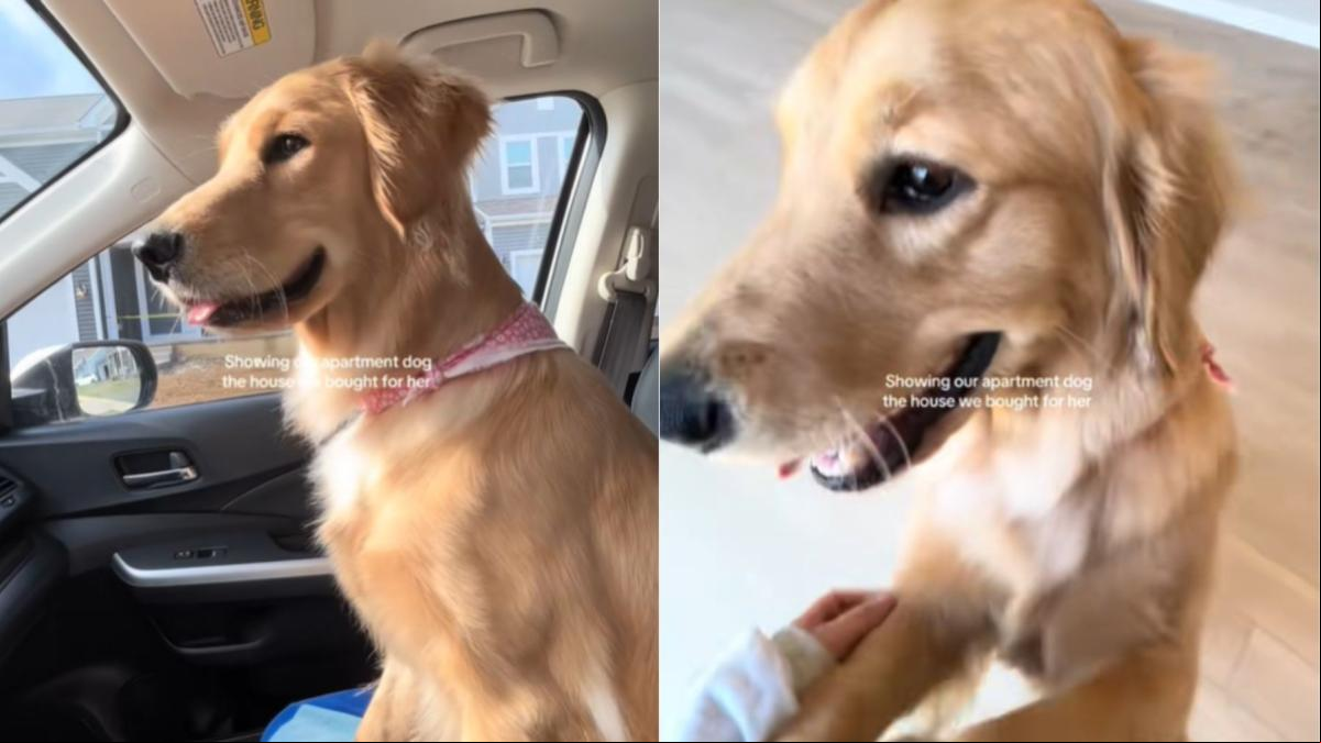 Se compran una casa más grande para que su golden retriever tenga más espacio y la reacción del perro enternece a miles de personas: “Se le ve tan contento, ahora tiene un jardín enorme para jugar”