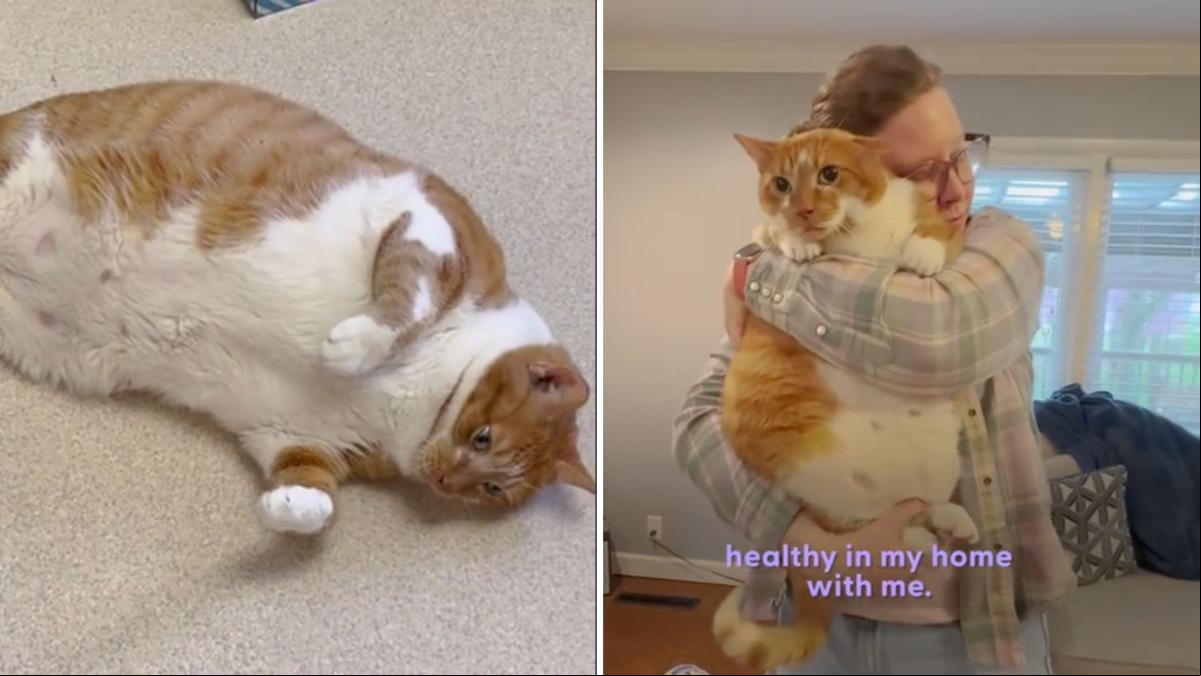 La emotiva evolución de un gato de más de 13 kilos que no podía ni darse la vuelta, tras curarse de su obesidad: “Nadar fue lo que le salvó la vida”