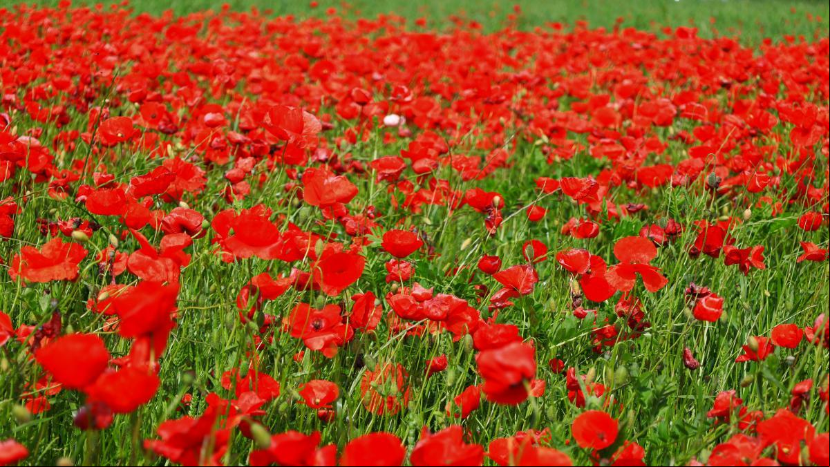 El lucimiento del rojo en los campos de Gurb