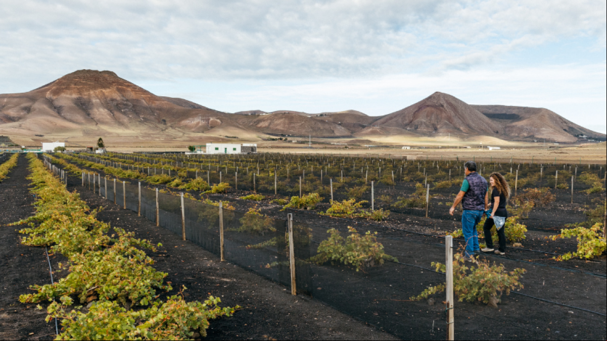 ¿Una vendimia en invierno? La sorprendente idea de esta bodega canaria que desafía al calendario… ¡y al cambio climático!
