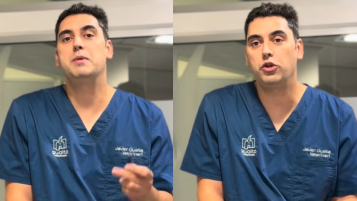 Javier Guaita, veterinario: El mosquito que transmite la leishmania se siente atraído por la luz, por eso no sería buena idea dejar a un perro durmiendo y dejar una luz cerca