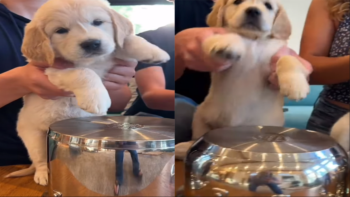 Unos cachorros de golden retriever montan una banda de música y enloquecen con su primer concierto: “Tendrían que hacer una audición para Got Talent”