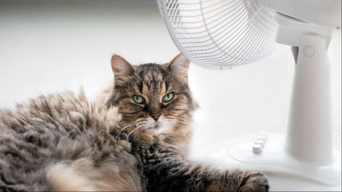 Todo lo que necesitas para mantener a tu gato fresco cuando hace calor: 8 productos que sí funcionan