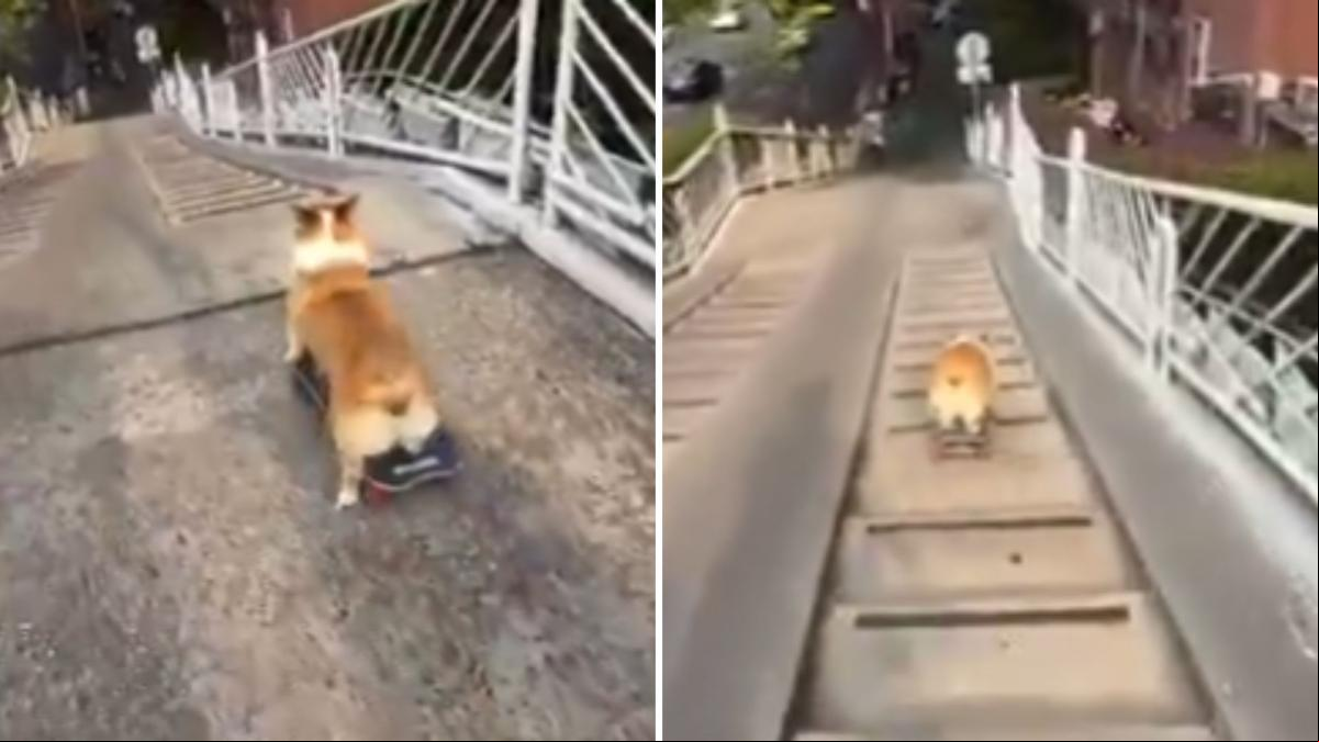 El increíble equilibrio que muestra un corgi subido encima de un monopatín y que deja alucinada a la gente: “Yo bajaría rodando”