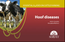Essential Guides On Cattle Farming. Hoof Diseases