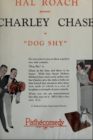 Dog Shy Dog Shy