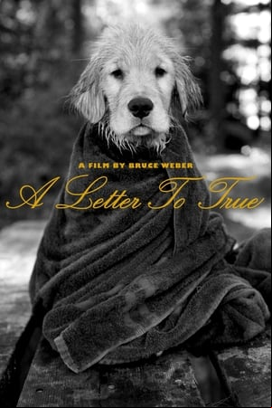 A Letter To True A Letter To True