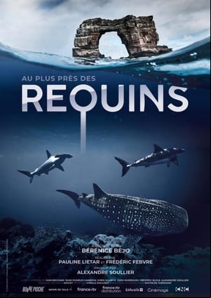 Au plus près des requins