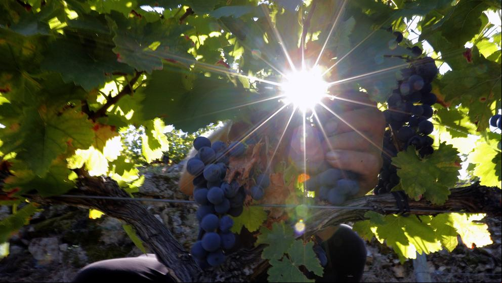 La URV organiza el segundo congreso de biotecnología del vino