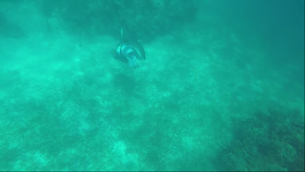 Un submarinista sobrevive al mordisco de un tiburón en la cabeza Un submarinista sobrevive al mordisco de un tiburón en la cabeza