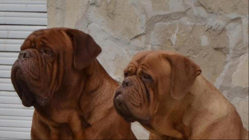 Sacrifican a los perros que mataron a dos mujeres en Madrid por su agresividad y falta de vacunas
