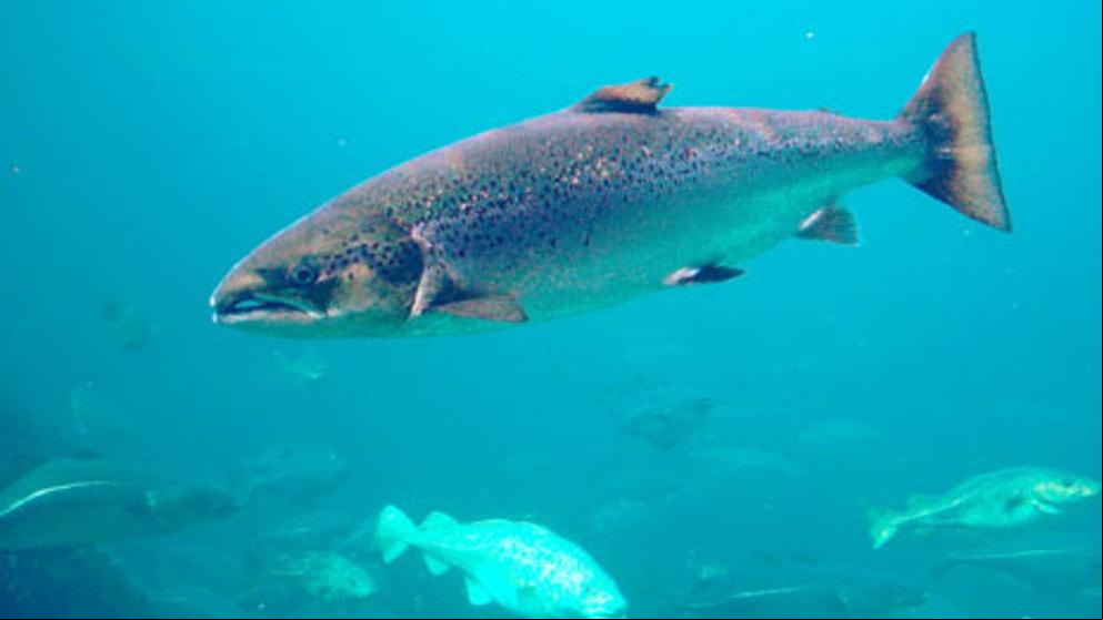 Un santuario para evitar la desaparición del salmón atlántico del cambio climático