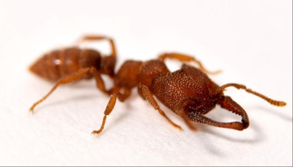 Conoce a la hormiga Drácula, quizás el animal más veloz de la Tierra