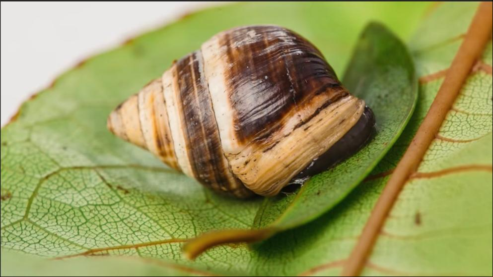 Muere el caracol más solitario del mundo, y con él desaparece toda una especie
