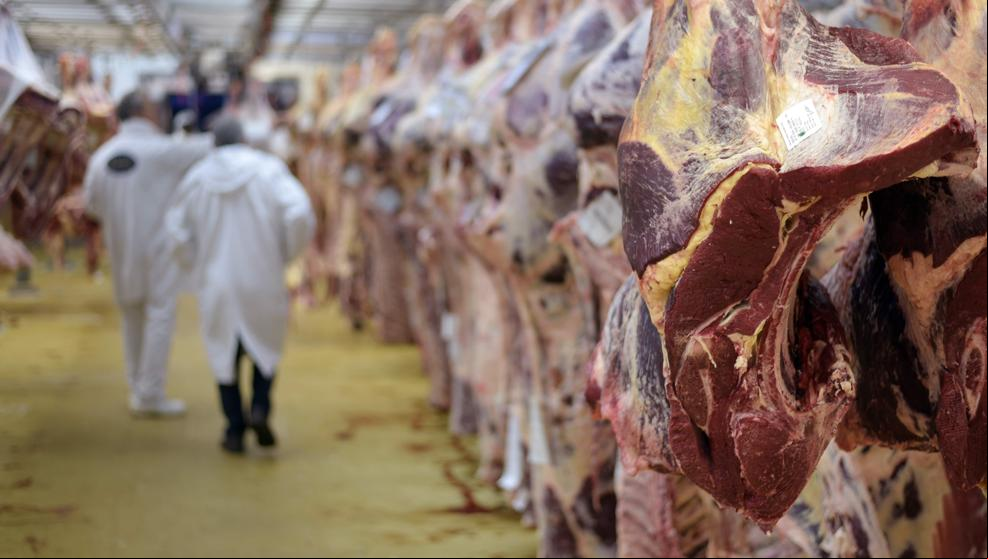 Europa investiga en Polonia la carne de vaca enferma que ha llegado a España