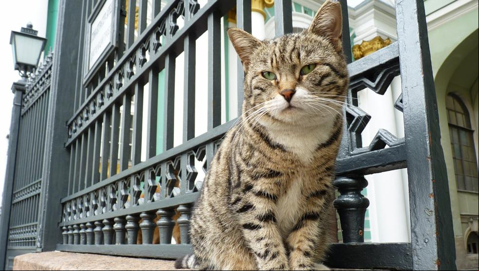 Los gatos del Hermitage