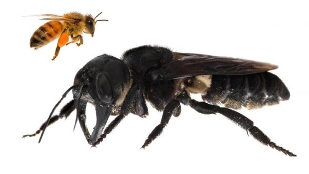 Así ha sido redescubierta la abeja más grande del mundo
