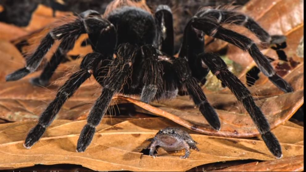 Una tarántula se come una zarigüeya y otras “espeluznantes” fotos de arañas amazónicas