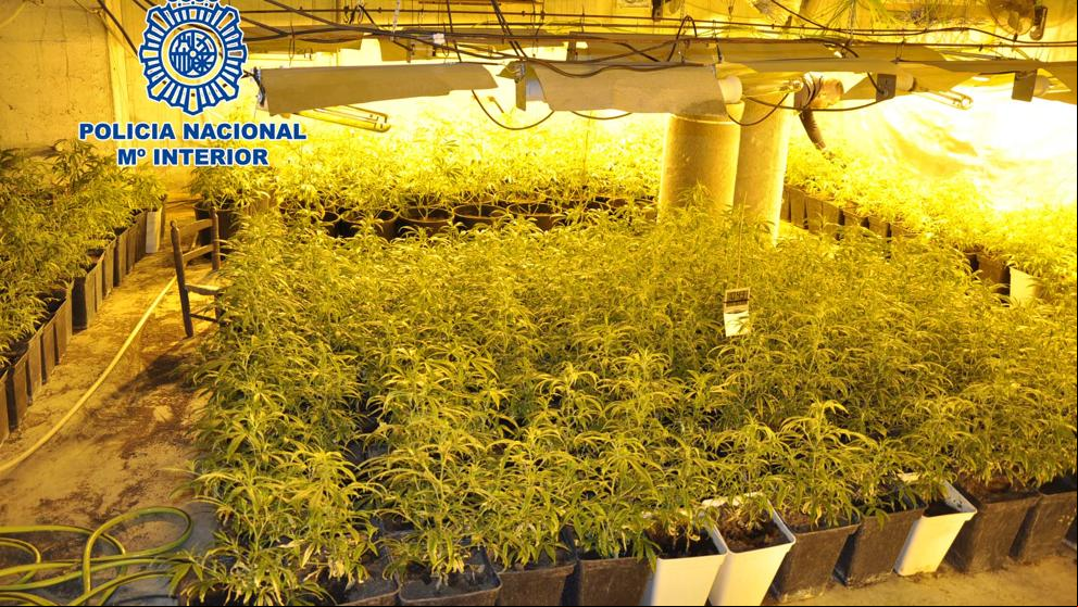 Desmantelan seis plantaciones de marihuana en municipios de Girona