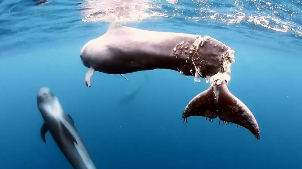 Una ballena brutalmente amputada evidencia la indefensión de los cetáceos