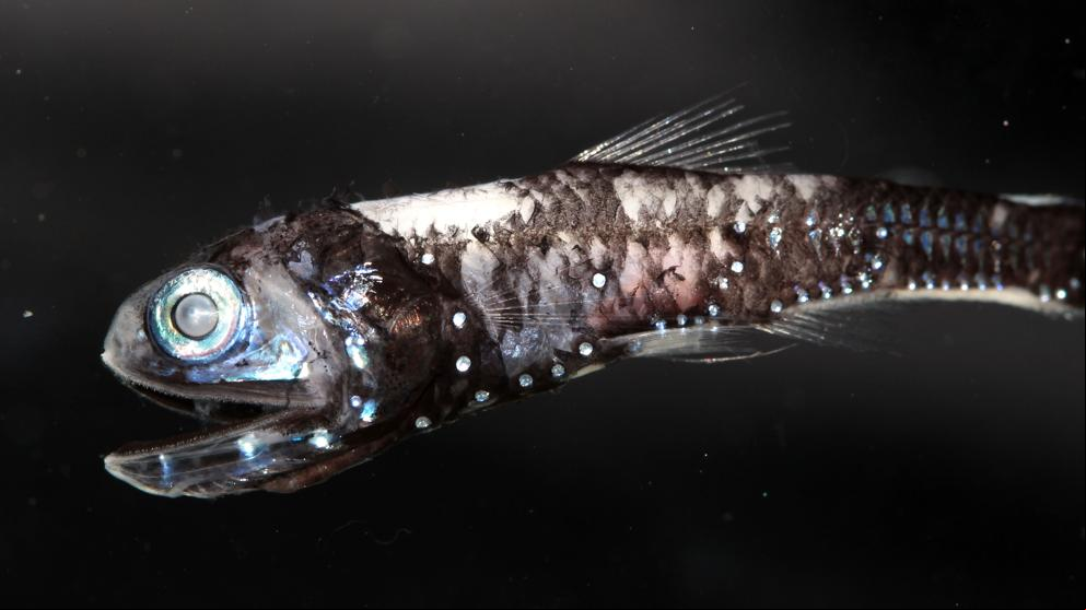 Los peces ven colores en la oscuridad del océano profundo