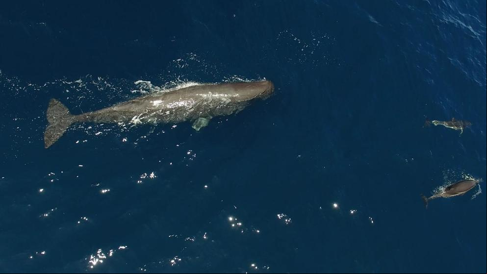 Ballenas y delfines poco comunes se exhiben en las costas de Sitges y Vilanova
