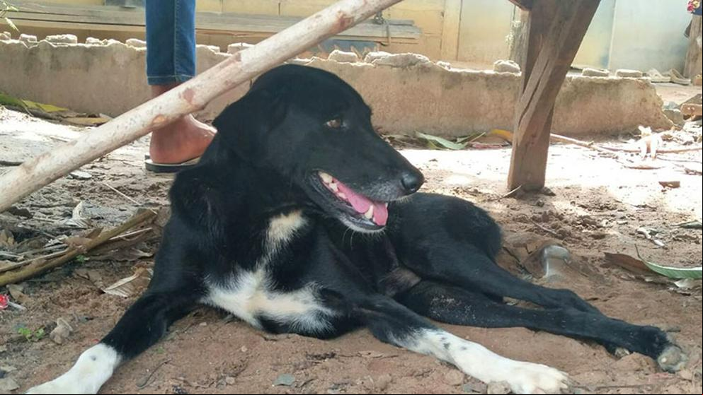 Un perro inválido rescata a un bebé enterrado vivo por su madre adolescente en Tailandia