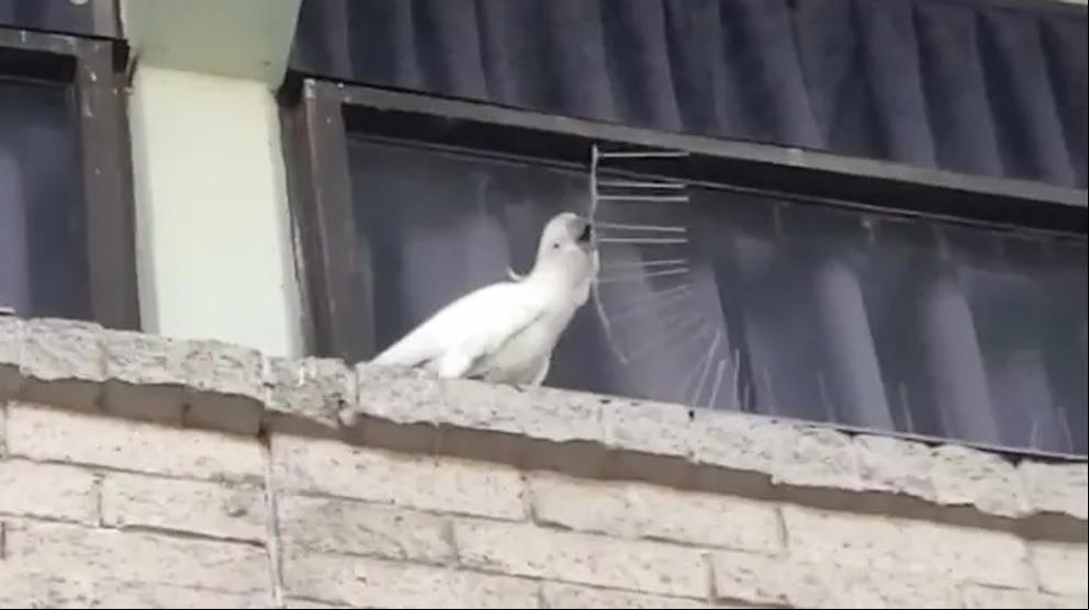 Un cacatúa que defiende a sus hermanas destruyendo pinchos antiaves