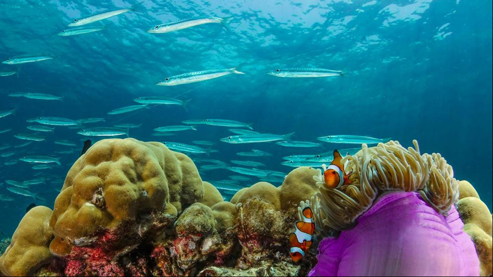 ¿Cómo cambian de sexo 500 especies de peces?