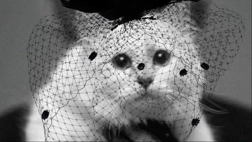 Pelea de gatas por la millonaria Choupette