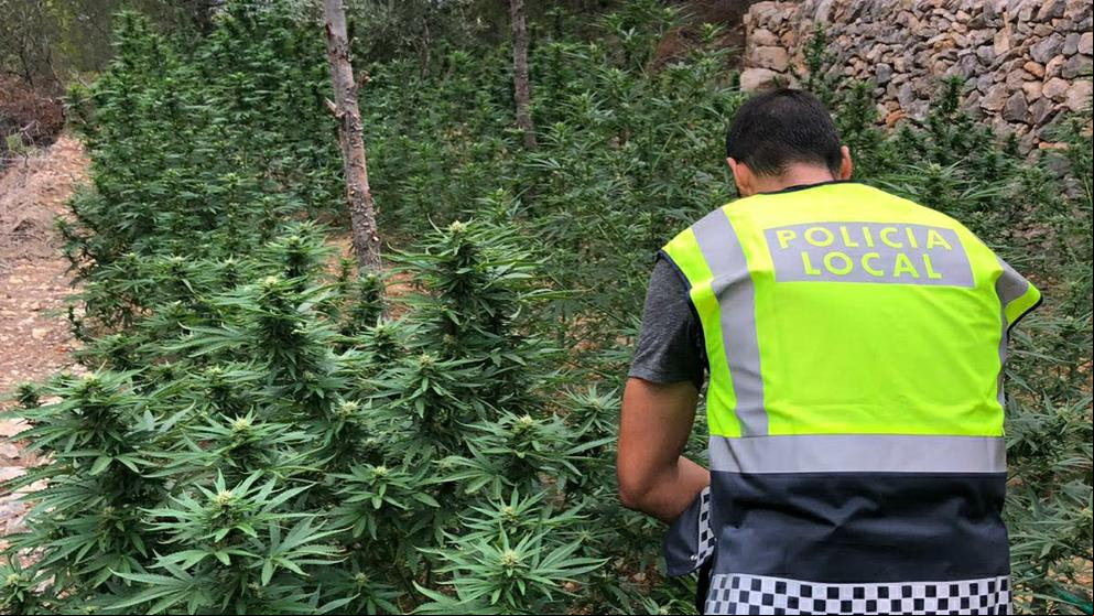 Desmantelan una plantación de marihuana camuflada en Tortosa con más de 1.000 plantas
