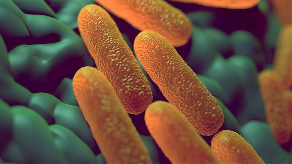 Un brote de salmonelosis afecta a 41 niños de una escuela de Olot