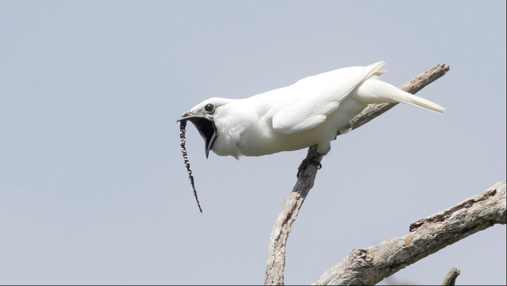 El pájaro que canta más fuerte del mundo, como no, buscando pareja