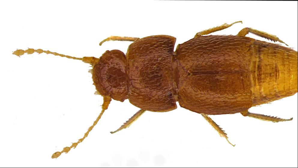 Greta Thunberg, una nueva especie de insecto