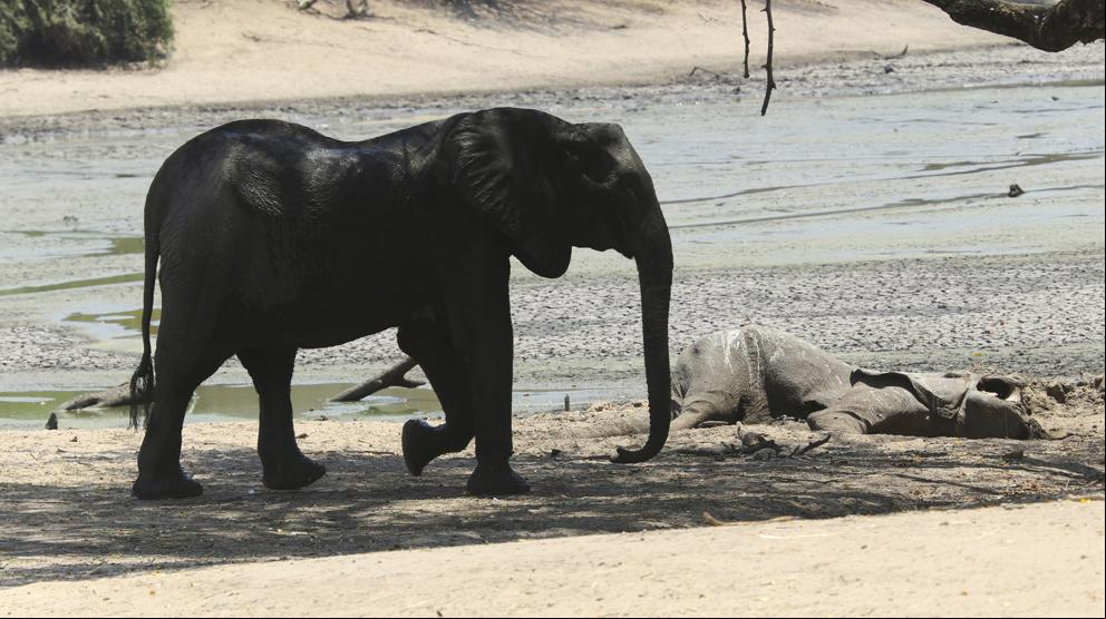 Las dramáticas escenas de muerte de animales que deja la sequía en África