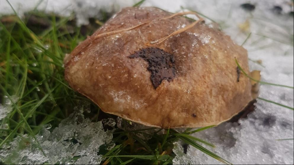 Boletus entre las primeras nieves