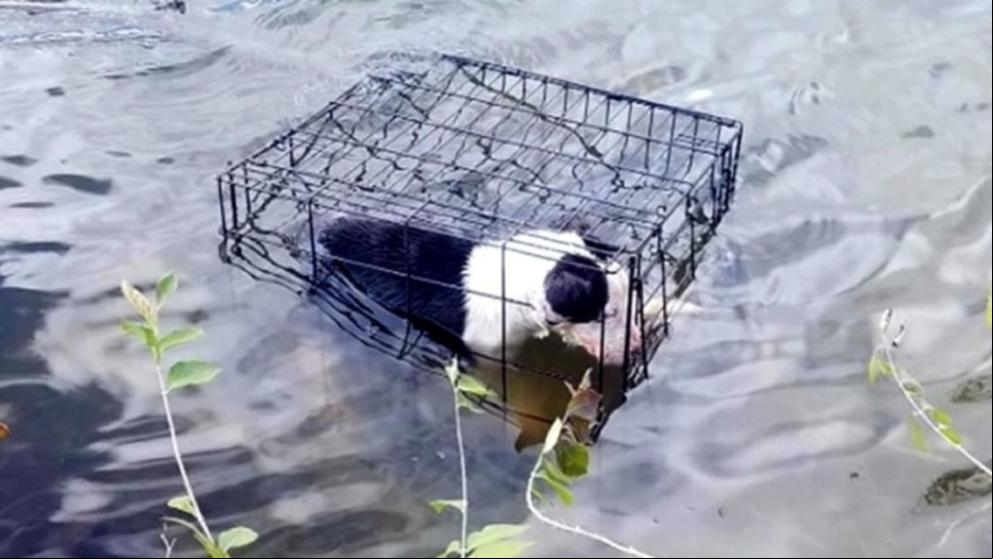 Un hombre rescata a una perrita enjaulada que flotaba en un lago
