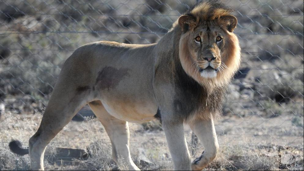 Un león mata a una persona cerca del Parque Nacional de Nairobi