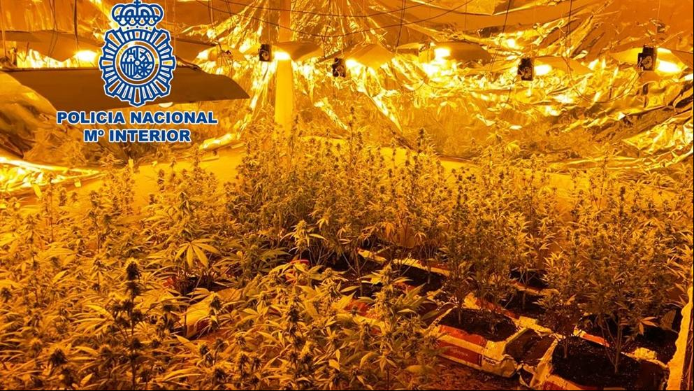 Incautadas en Toledo tantas plantas de marihuana como el área de juego de un campo de fútbol