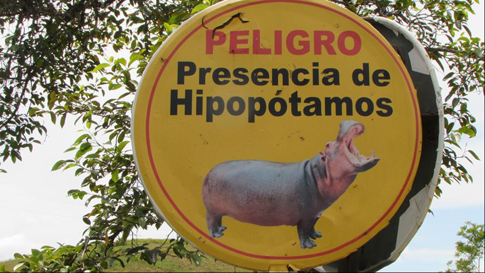 Los hipopótamos del narco Pablo Escobar están invadiendo Colombia