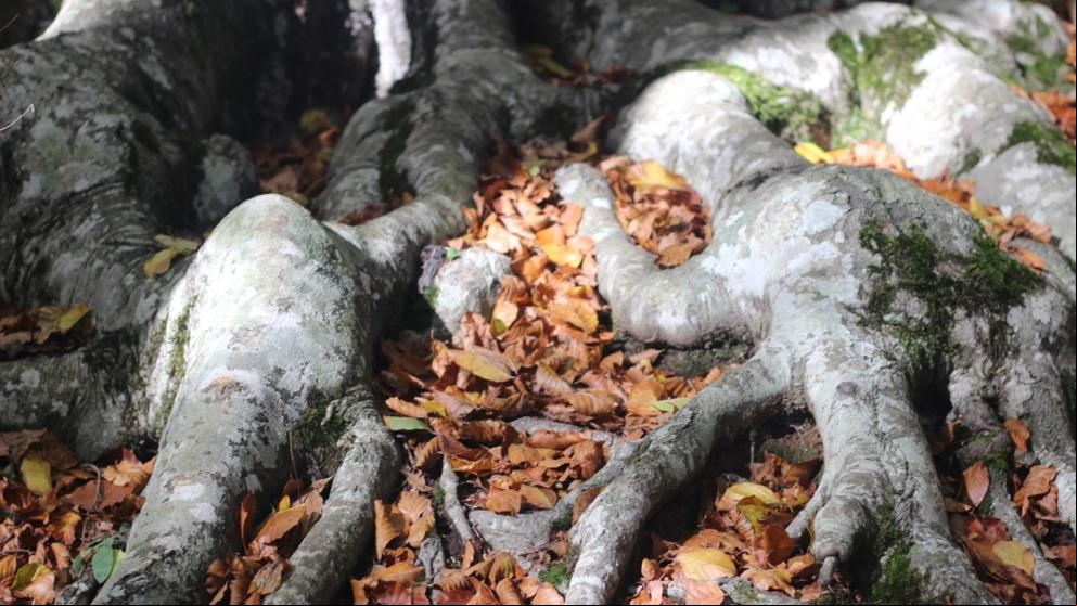 ¿Conoces la fabulosa Fageda de la Grevolosa?