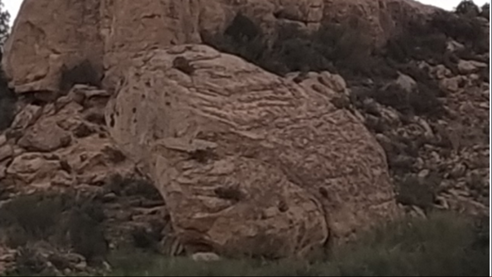 ¿Es una roca o una rana?