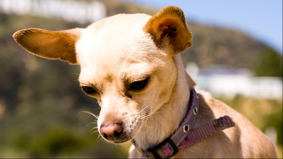 Un estudio revela la existencia de perros miniatura durante el Imperio Romano